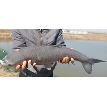 青魚(yú)