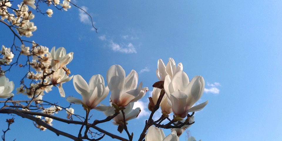 詩(shī)人之家天鷺生態(tài)園采風(fēng)雅集
