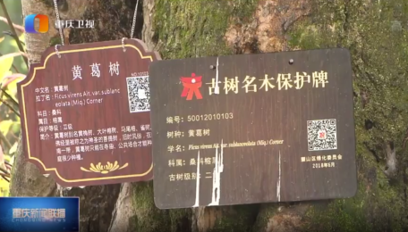 英卡電子樹牌助力重慶啟動古樹名木三年保護計劃