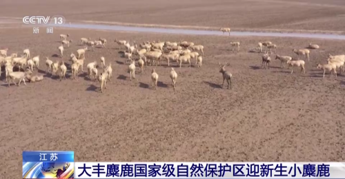 第十個世界野生動植物日 我國野保傳來這些喜訊