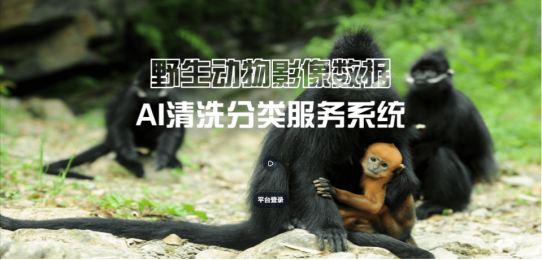 野生動物影像AI清洗分類系統 讓照片分類變簡單！